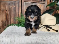 Karly, a female Miniature Bernedoodle for sale in Topeka, IN – Photo 3 of 10