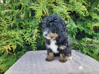 Karly, a female Miniature Bernedoodle for sale in Topeka, IN – Photo 2 of 10