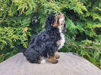 Karly, a female Miniature Bernedoodle for sale in Topeka, IN – Photo 10 of 10