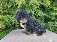 Karly, a female Miniature Bernedoodle for sale in Topeka, IN – Photo 6 of 10