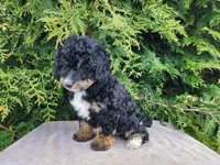 Karly, a female Miniature Bernedoodle for sale in Topeka, IN – Photo 8 of 10