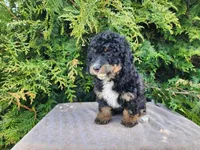Karly, a female Miniature Bernedoodle for sale in Topeka, IN – Photo 4 of 10