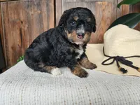 Karly, a female Miniature Bernedoodle for sale in Topeka, IN – Photo 9 of 10