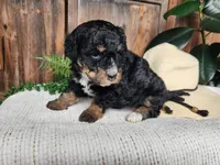Karly, a female Miniature Bernedoodle for sale in Topeka, IN – Photo 4 of 10