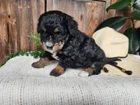 Karly, a female Miniature Bernedoodle for sale in Topeka, IN – Photo 5 of 10