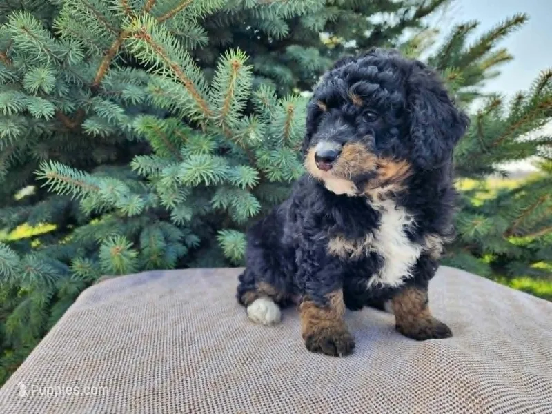 Karly – Miniature Bernedoodle puppy for sale in Topeka, IN