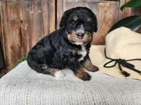 Karly, a female Miniature Bernedoodle for sale in Topeka, IN – Photo 2 of 10