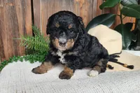 Karly, a female Miniature Bernedoodle for sale in Topeka, IN – Photo 1 of 10