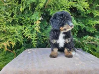 Karly, a female Miniature Bernedoodle for sale in Topeka, IN – Photo 3 of 10