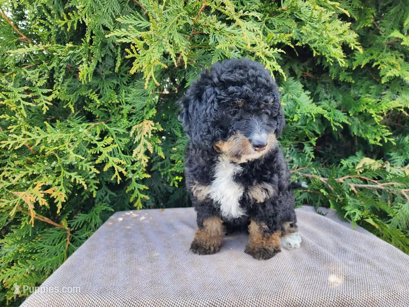 Karly – Miniature Bernedoodle puppy for sale in Topeka, IN