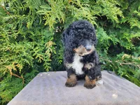 Karly, a female Miniature Bernedoodle for sale in Topeka, IN – Photo 1 of 10