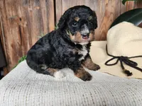 Karly, a female Miniature Bernedoodle for sale in Topeka, IN – Photo 8 of 10