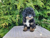Karly, a female Miniature Bernedoodle for sale in Topeka, IN – Photo 5 of 10