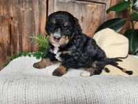 Karly, a female Miniature Bernedoodle for sale in Topeka, IN – Photo 10 of 10