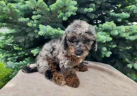 Leasha, a female Miniature Bernedoodle for sale in Topeka, IN – 8 of 10