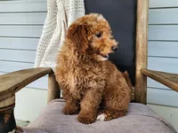 Dallas, a male Miniature Bernedoodle for sale in Topeka, IN – 7 of 10