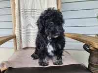 Mia, a female Miniature Bernedoodle for sale in Topeka, IN – 4 of 10