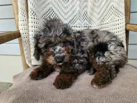 Leasha, a female Miniature Bernedoodle for sale in Topeka, IN – 5 of 10