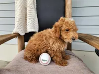 Spencer, a male Miniature Bernedoodle for sale in Topeka, IN – 10 of 10