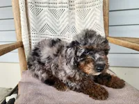 Leasha, a female Miniature Bernedoodle for sale in Topeka, IN – 3 of 10