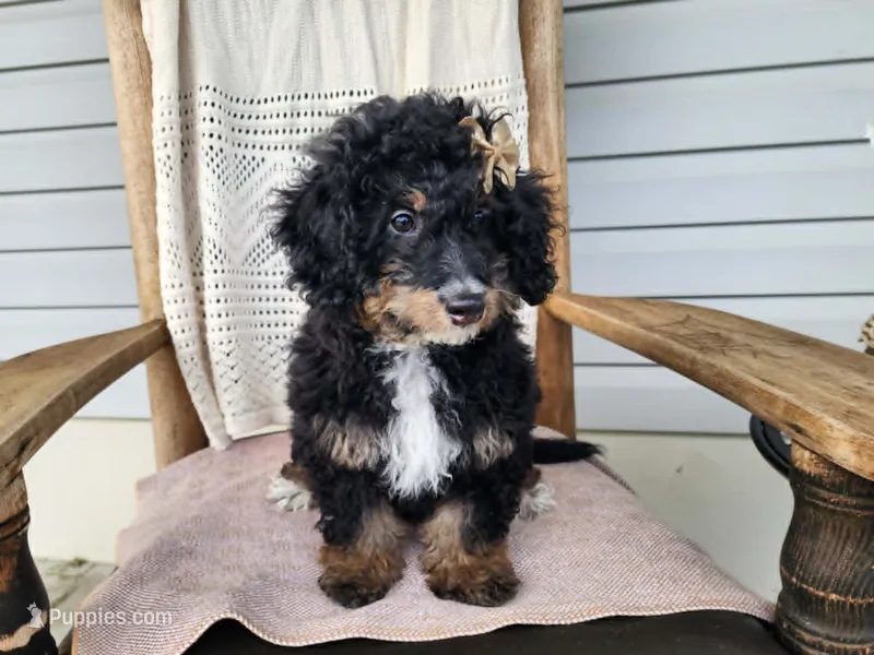 Karly – Miniature Bernedoodle puppy for sale in Topeka, IN