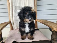 Karly, a female Miniature Bernedoodle for sale in Topeka, IN – 1 of 10