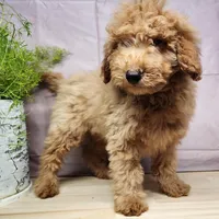 Houston, a male Miniature Goldendoodle for sale in Topeka, IN – Photo 9 of 10