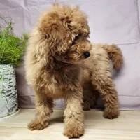 Houston, a male Miniature Goldendoodle for sale in Topeka, IN – Photo 5 of 10