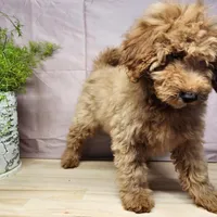 Houston, a male Miniature Goldendoodle for sale in Topeka, IN – Photo 8 of 10