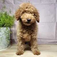 Houston, a male Miniature Goldendoodle for sale in Topeka, IN – Photo 6 of 10