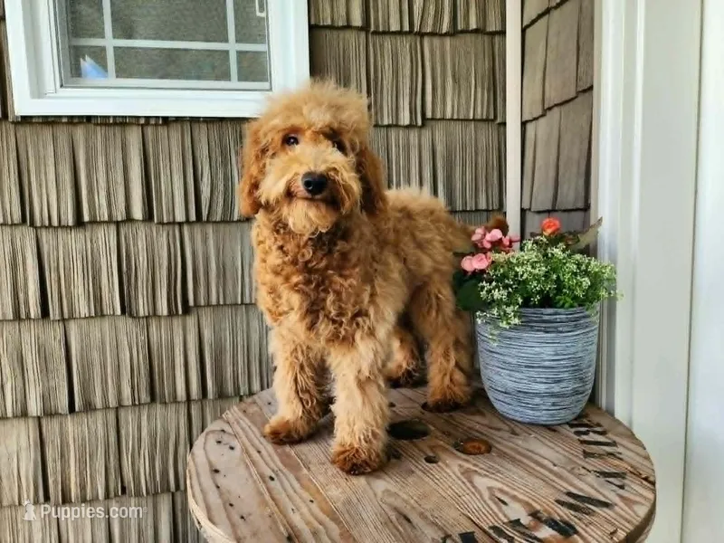 Houston – Miniature Goldendoodle puppy for sale in Topeka, IN