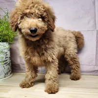 Houston, a male Miniature Goldendoodle for sale in Topeka, IN – Photo 4 of 10