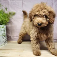 Houston, a male Miniature Goldendoodle for sale in Topeka, IN – Photo 1 of 10