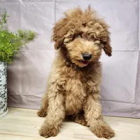 Houston, a male Miniature Goldendoodle for sale in Topeka, IN – Photo 7 of 10