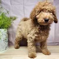 Houston, a male Miniature Goldendoodle for sale in Topeka, IN – Photo 10 of 10