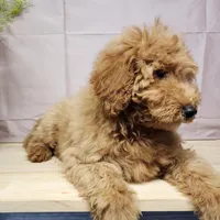 Houston, a male Miniature Goldendoodle for sale in Topeka, IN – Photo 2 of 10