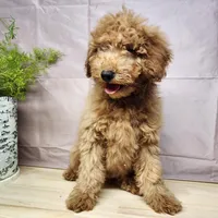 Houston, a male Miniature Goldendoodle for sale in Topeka, IN – Photo 3 of 10