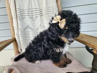 Karly, a female Miniature Bernedoodle for sale in Topeka, IN – 9 of 10