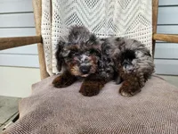 Leasha, a female Miniature Bernedoodle for sale in Topeka, IN – 7 of 10