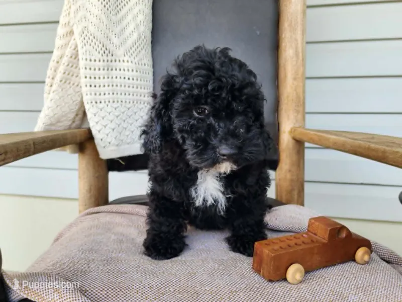 Brock – Miniature Bernedoodle puppy for sale in Topeka, IN