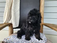 Willow, a female Miniature Bernedoodle for sale in Topeka, IN – 7 of 9