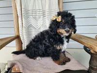 Karly, a female Miniature Bernedoodle for sale in Topeka, IN – 8 of 10