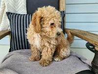 Liam, a male Miniature Bernedoodle for sale in Topeka, IN – 2 of 10
