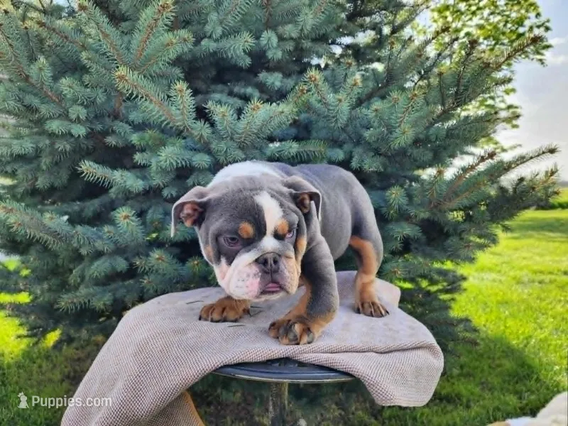 Elliot – English Bulldog puppy for sale in Topeka, IN