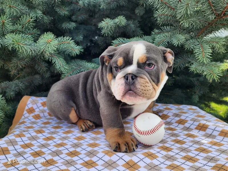 Elliot – English Bulldog puppy for sale in Topeka, IN