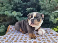 Elliot, a male English Bulldog for sale in Topeka, IN – Photo 3 of 10