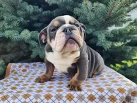 Elliot, a male English Bulldog for sale in Topeka, IN – Photo 5 of 10