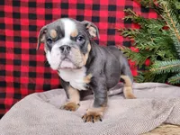 processed/7da3318d-f109-4800-80d6-8ec6cca7057d/listing/1e3fba10-cd4c-4454-a55b-832c8a88324c/82aff38d-0984-4a90-8b1b-7960f63cf5ee