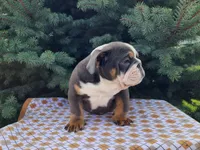 Elliot, a male English Bulldog for sale in Topeka, IN – Photo 8 of 10