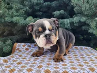Elliot, a male English Bulldog for sale in Topeka, IN – Photo 10 of 10
